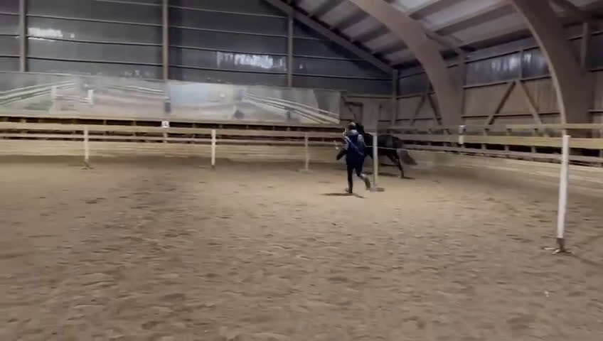 Hoppning hästar till salu: Gustaf V - lovande unghäst med fina kvaliteter - Video 2