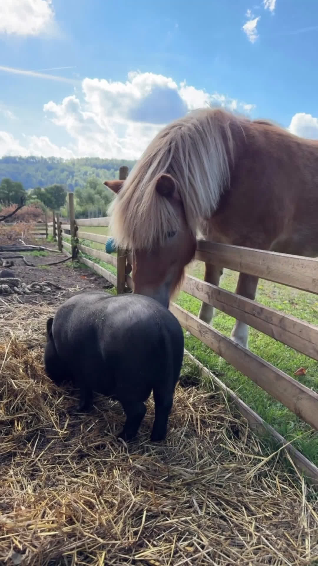 Sällskap hästar till salu: Shetlandsponny Mamma&dotter i Båstad - Video 2