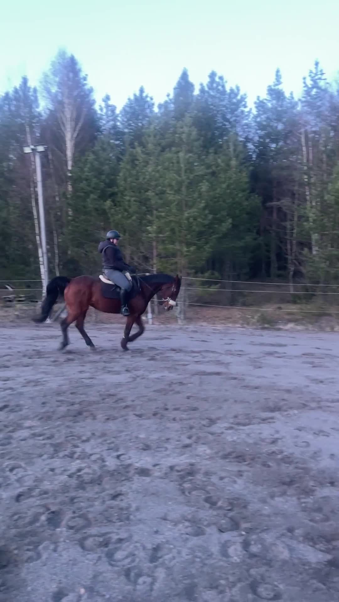  medryttarhäst finnes: Medryttare sökes till Woody - Video 1