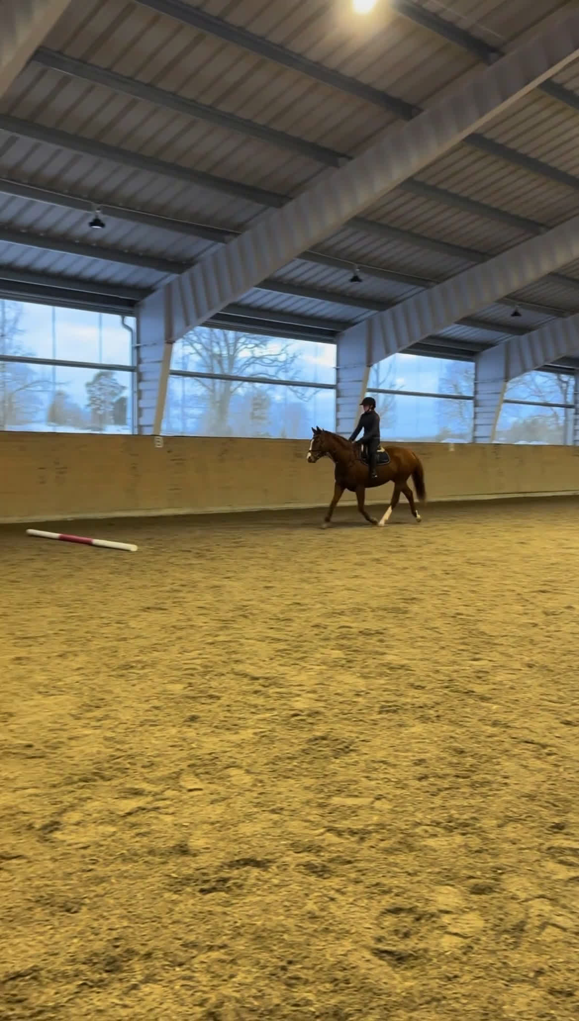 Allround hästar till salu: Trevlig och personlig valack - Video 4