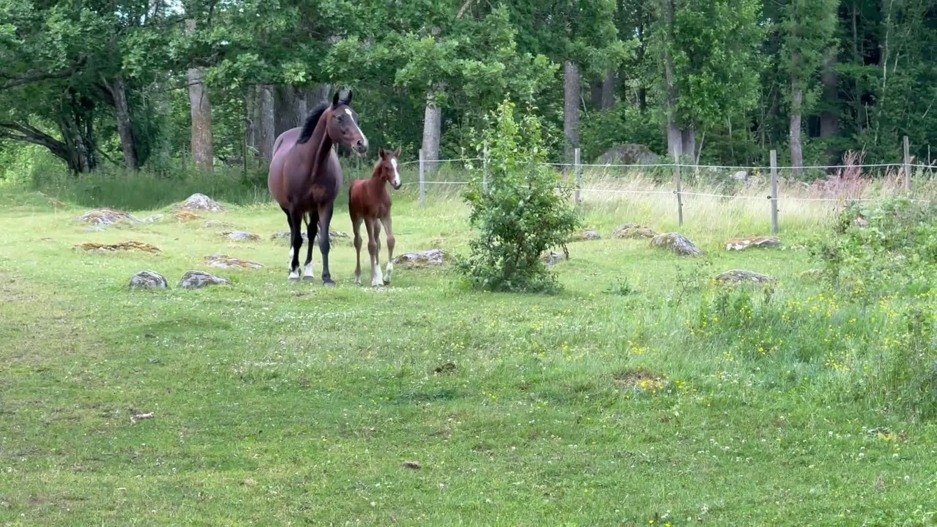Allround hästar till salu: Superfin! i Agunnaryd - Video 1