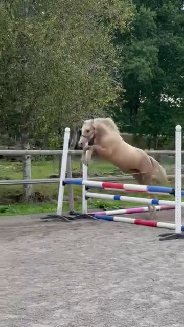 Allround hästar till salu: 2 lovande framtids ponnier i Vena - Video 2