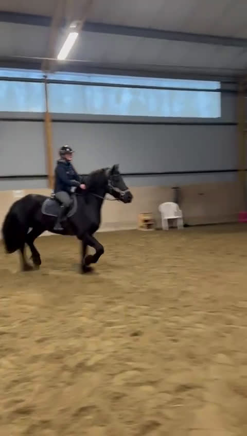 Allround hästar till salu: Vacker Frieser söker nytt hem 🌟 i Svanesund - Video 2