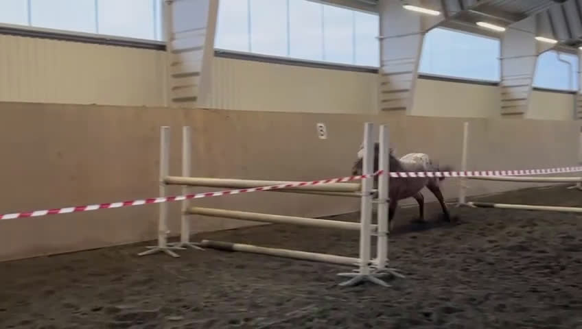 Hoppning hästar till salu: Rolig sportsponny i Vedum - Video 1
