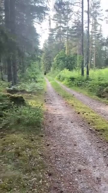 Allround hästar till salu: Läromästare och bästa vän söker nytt hem - Video 3
