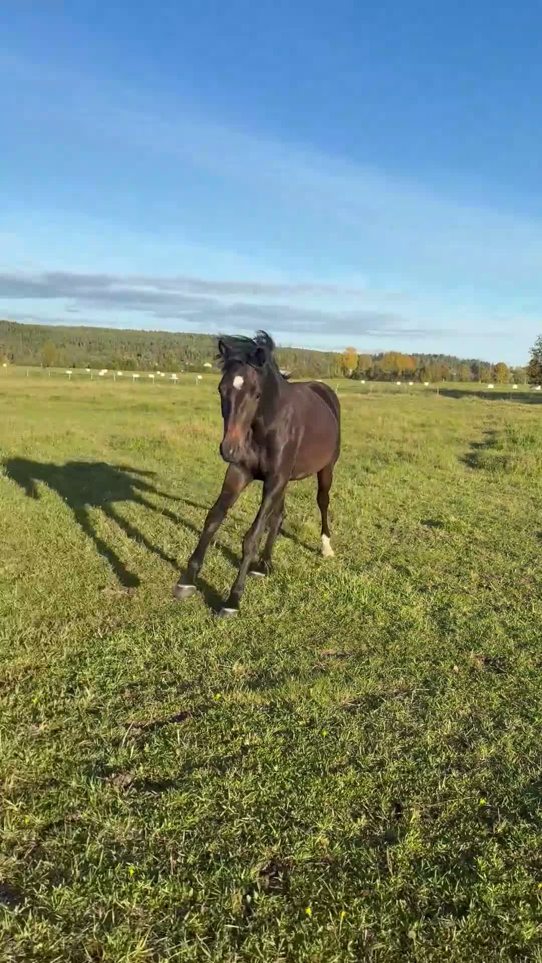 Dressyr hästar till salu: Åring för framtiden - Video 1