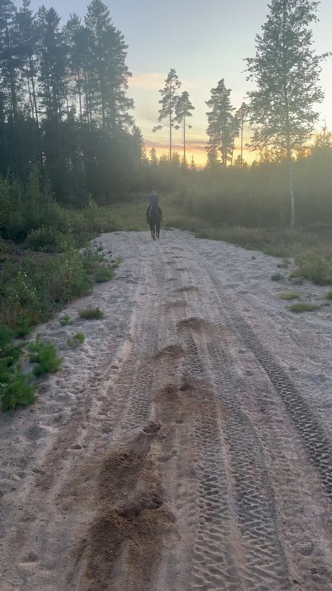 Allround hästar till salu: Ridtravare/ fölsto  i Kil - Video 2