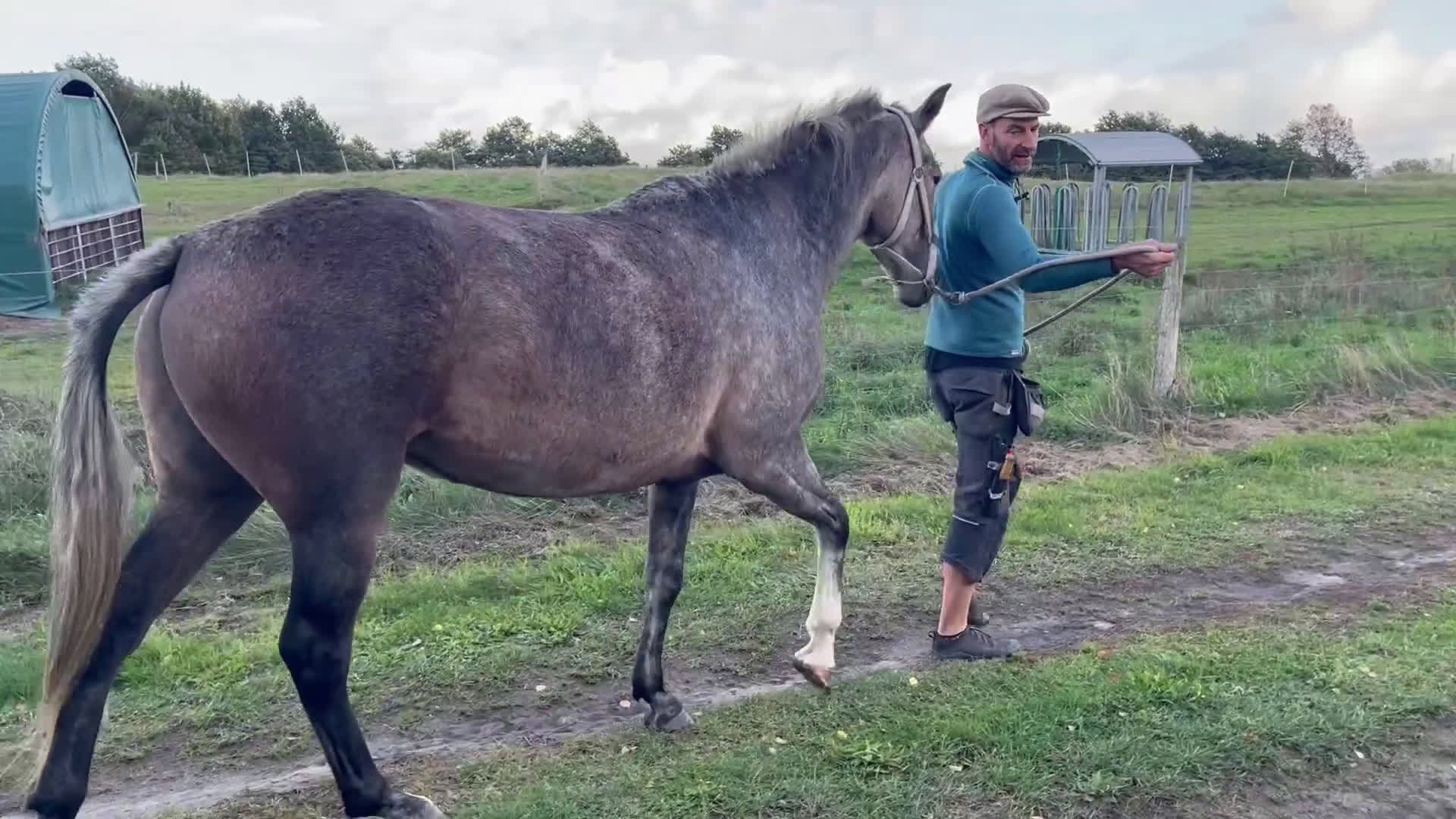 Allround hästar till salu: Vacker P.R.E. med stam från Yeguada de la Cartuja i Simrishamn - Video 1