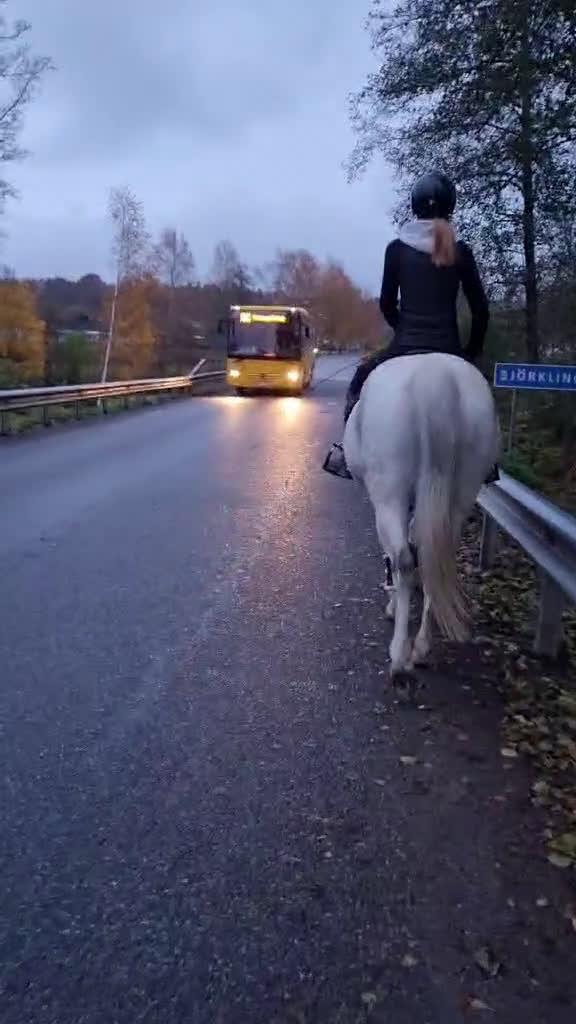 Allround hästar till salu: RESERVERAD one in a lifetime ponny - Video 2