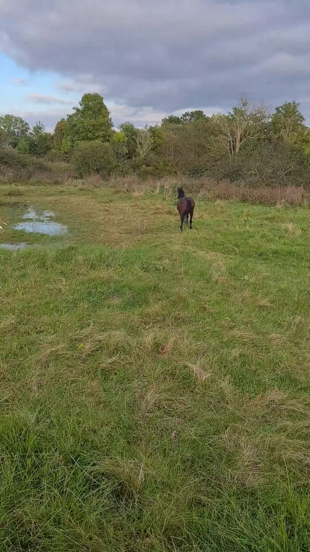 Trav hästar till salu: För trav/monte eller avel eller ridhäst i Havdhem - Video 1