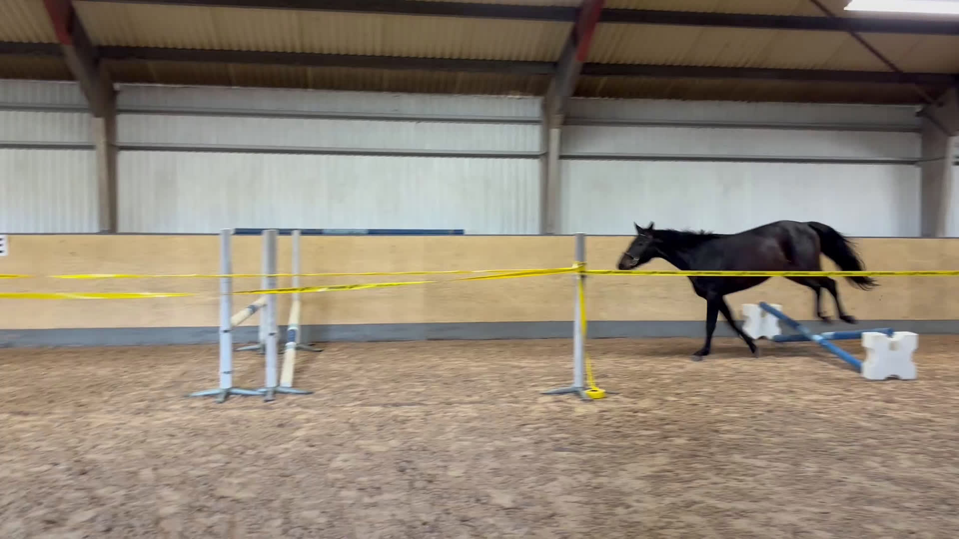 Allround hästar till salu: Läcker valack  i Vellinge - Video 3