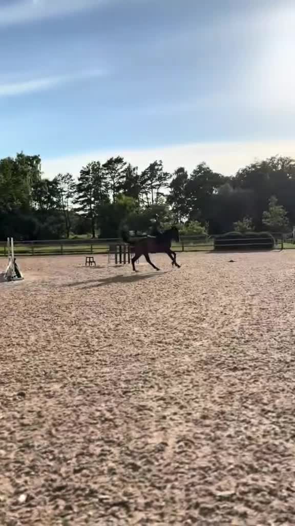 Hoppning hästar till salu: Underbar unghäst - Video 1