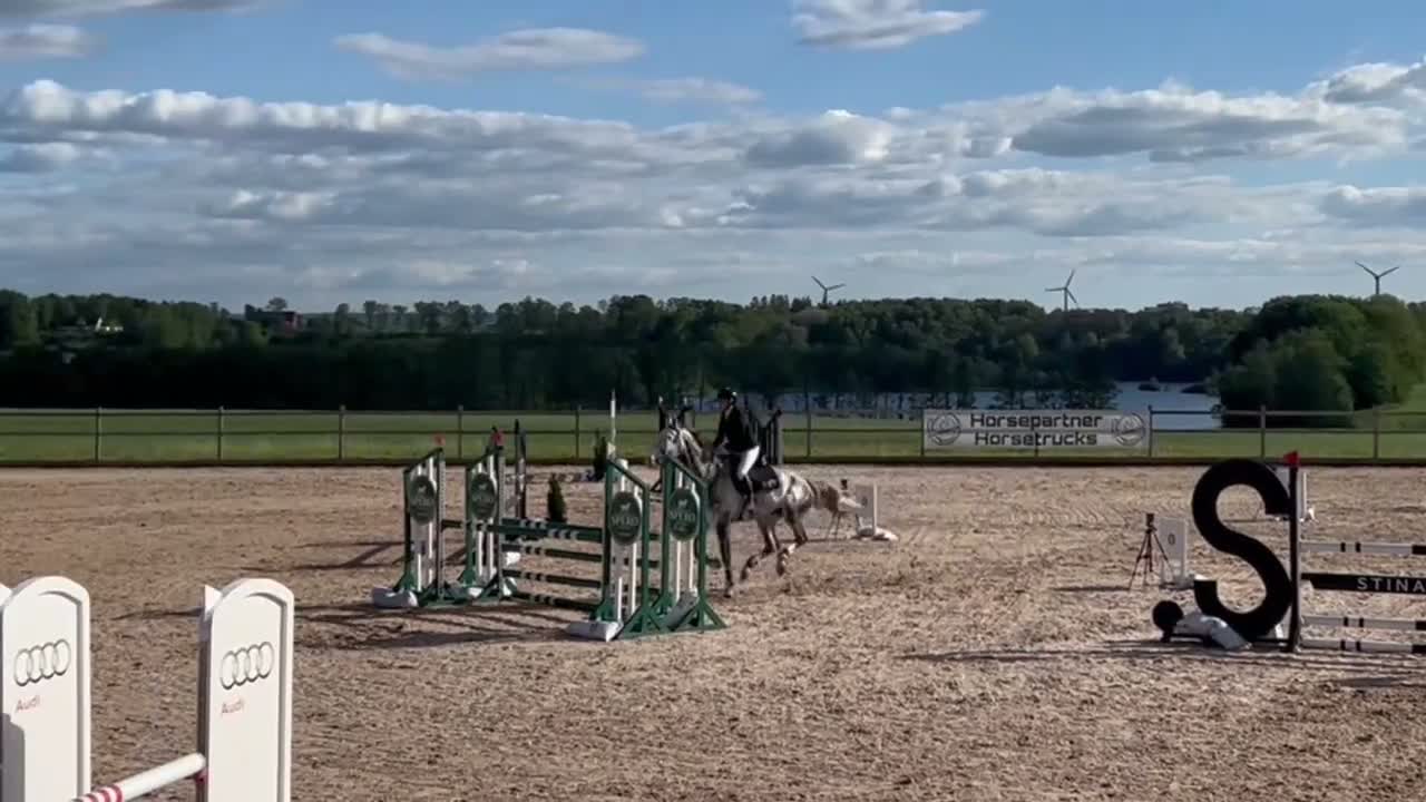 Hoppning hästar till salu: En snäll och trevlig bästa vän med kapacitet - Video 1