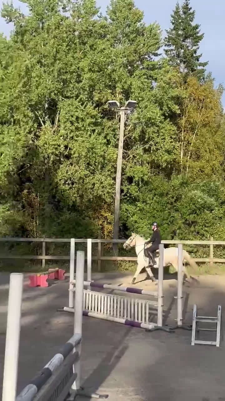 Allround hästar till salu: Ponny söker ny bästis - Video 3
