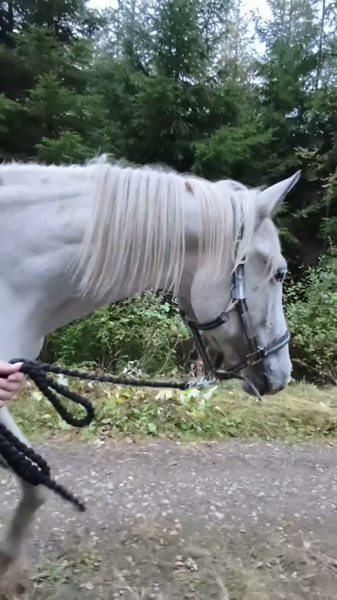 Hoppning hästar till salu: Social 2,5 åring  - Video 1