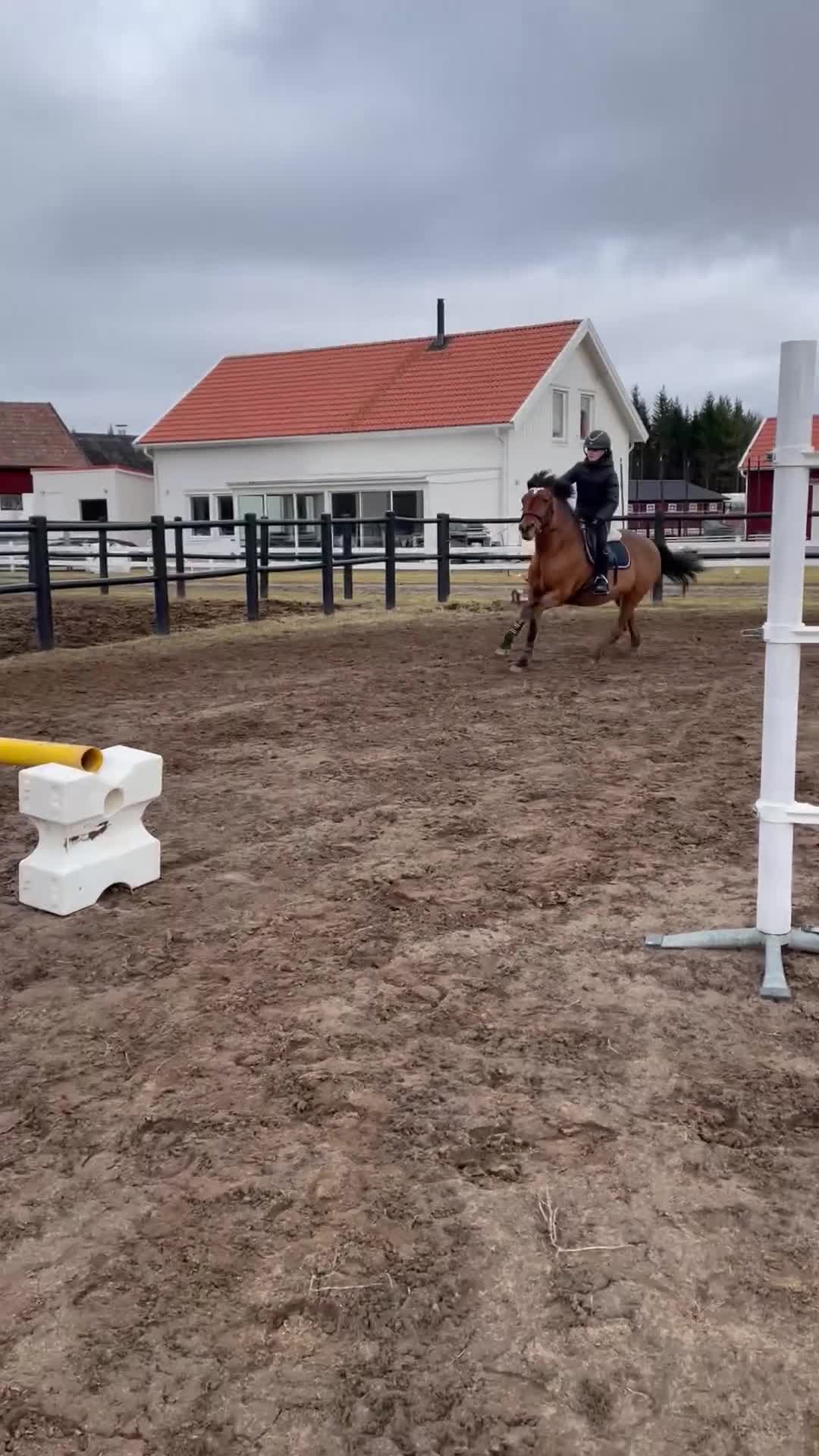 Allround hästar till salu: Snäll C-Ponny i Skara - Video 2