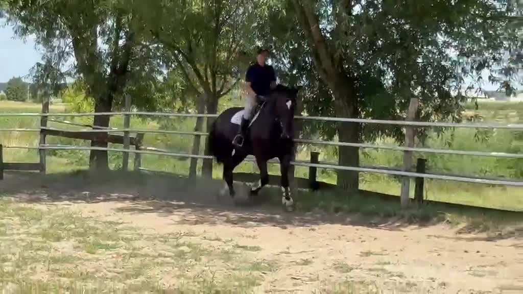Allround hästar till salu: 6 yo Silesian Gelding–Family & Recreational Horse - Video 1