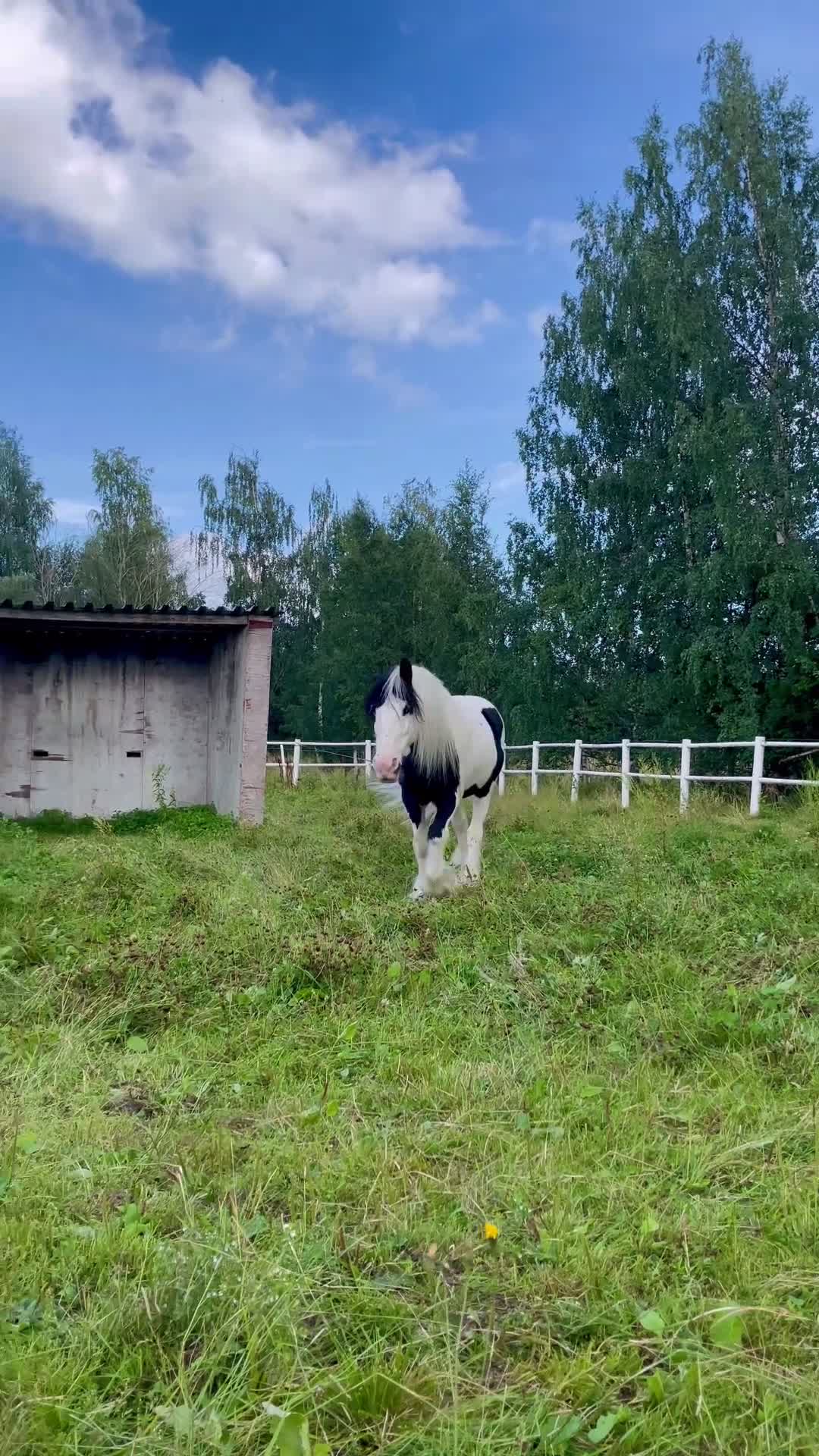 Allround hästar till salu: Fantastisk tinkerponny - Video 3