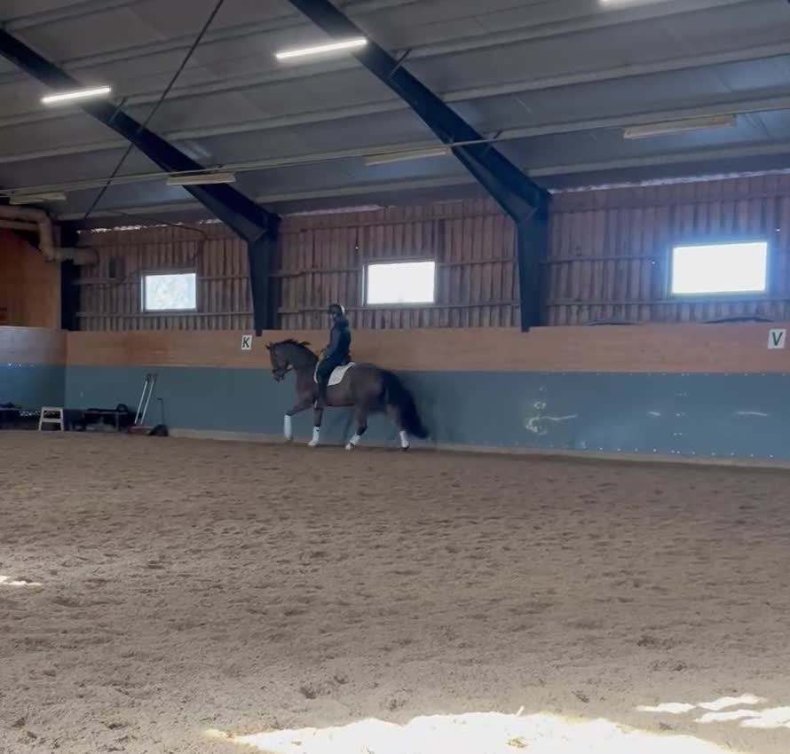 Dressyr hästar till salu: Trevligt 10 årigt dressyrsto - Video 3