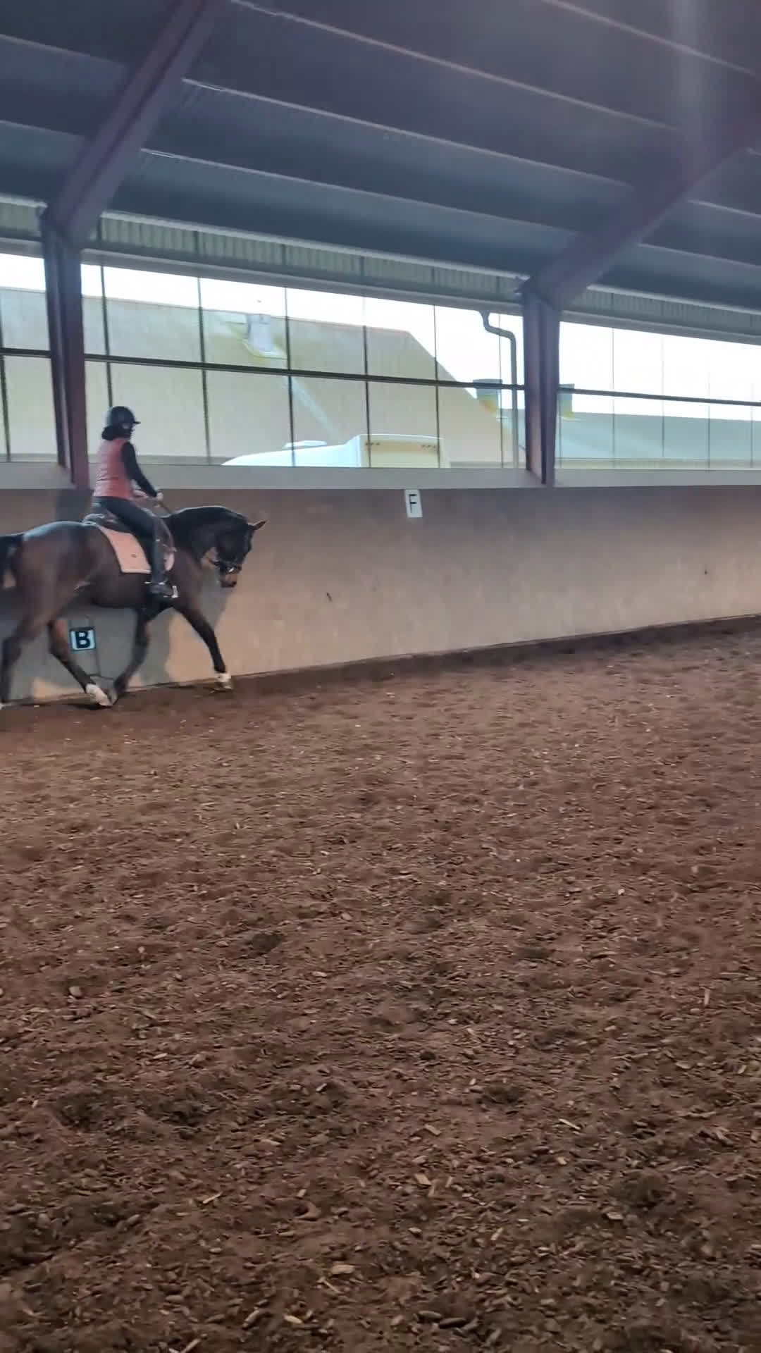 Dressyr hästar till salu: Dressyr val som hoppar bra 🌸 fälttävlan? i Tomelilla - Video 2