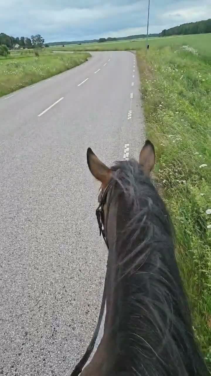 Allround hästar till salu: Kallblodstravare - Video 3
