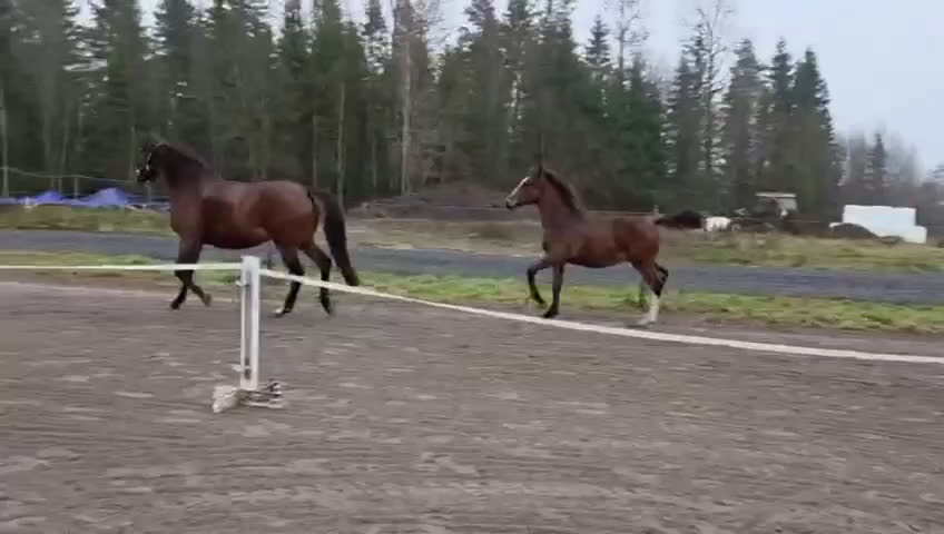Allround hästar till salu: Charmigt hingstföl e. Hemerald i Skillingaryd - Video 1