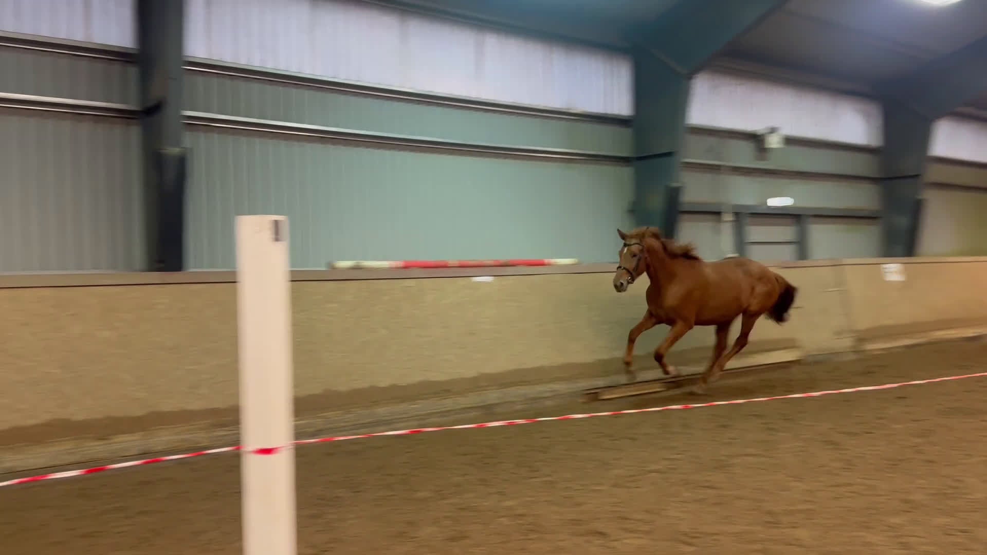 Hoppning hästar till salu: Vackert lovande sto i Karlskrona - Video 1