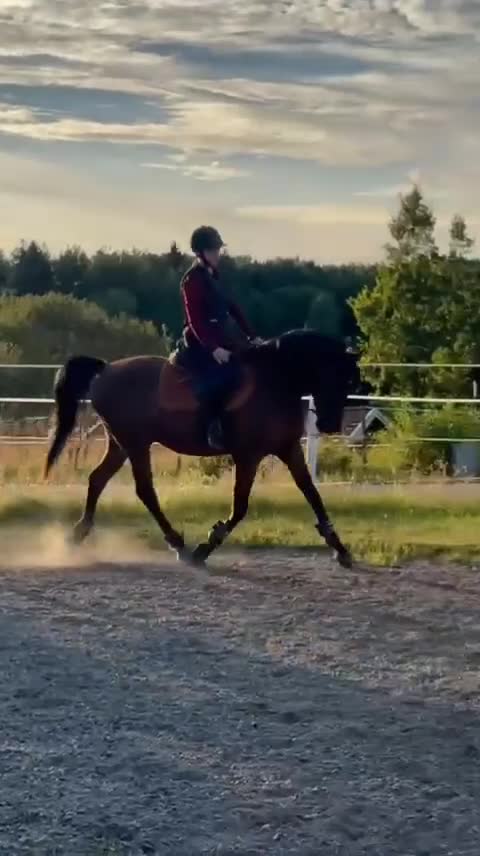  foderhäst finnes: Mysig valack 💙 - Video 1