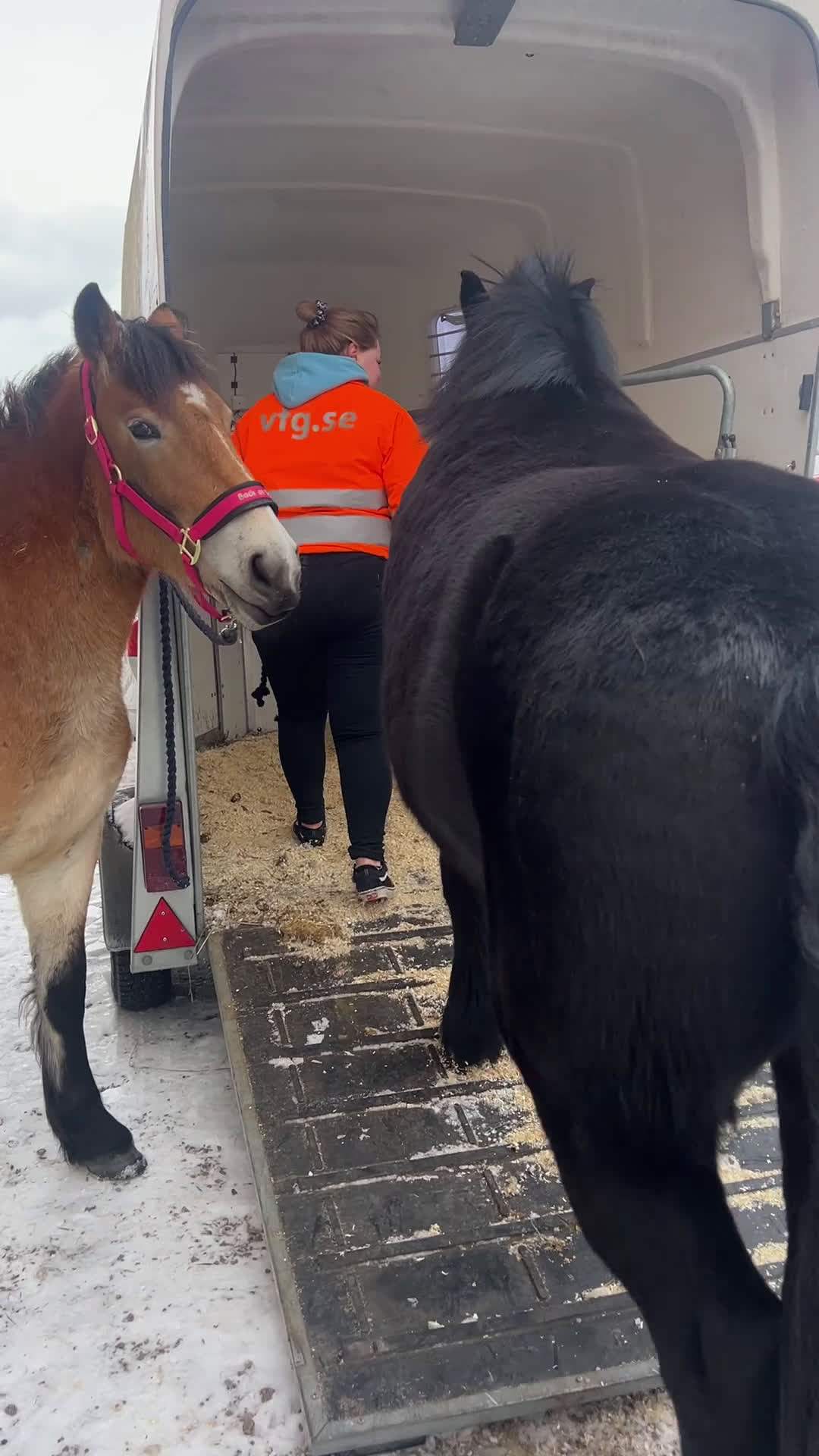 Allround hästar till salu: Snygg nordsvensk valack  - Video 2