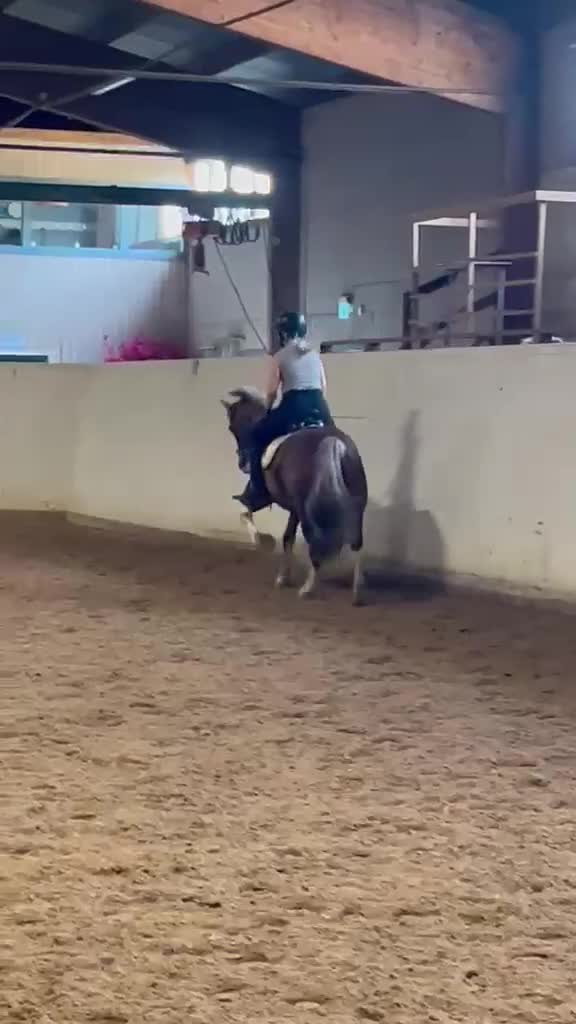 Allround hästar till salu: Vacker maxad c-ponny - Video 2
