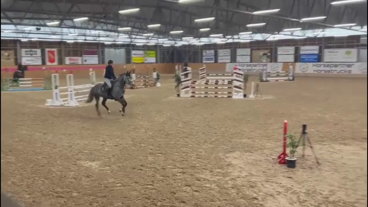 Hoppning hästar till salu: Trevligt sto för hopp eller dressyr - Video 1