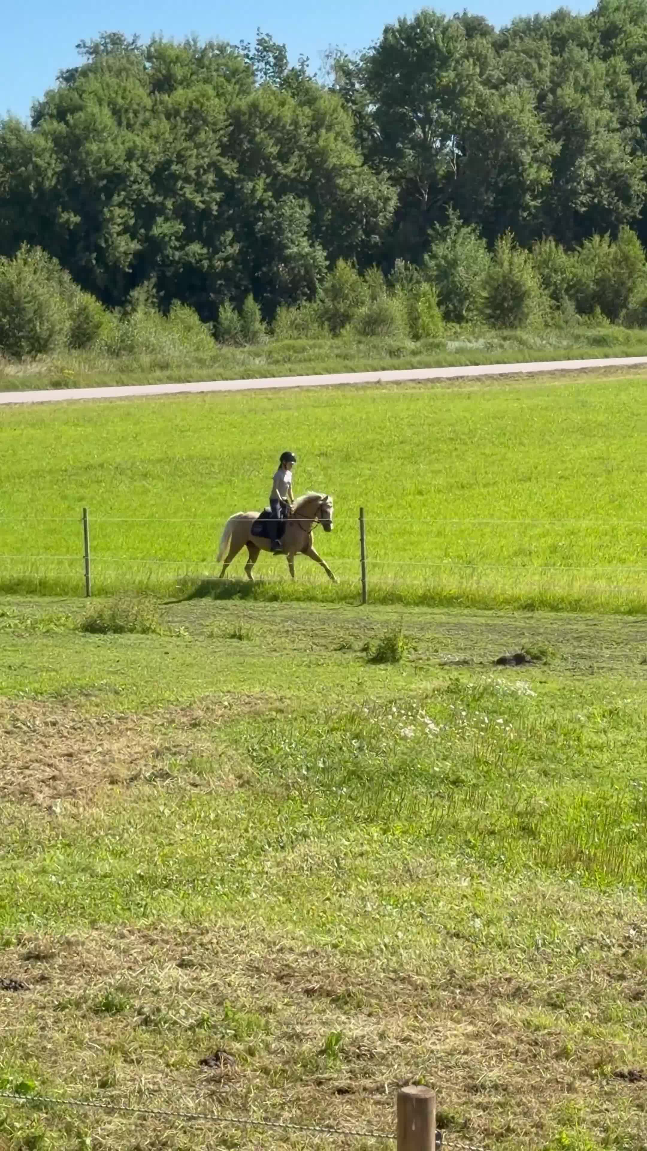 Allround hästar till salu: Drömponny att forma själv🌟 - Video 1