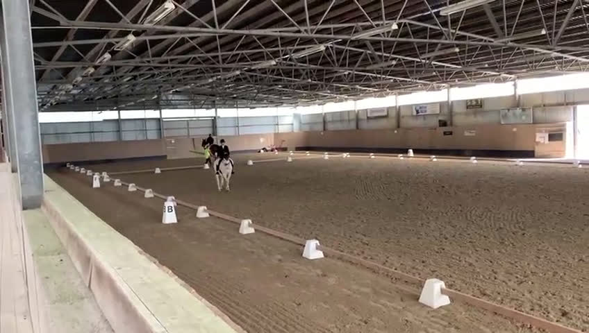 Allround hästar till salu: Iögonfallande bästa vän - Video 1