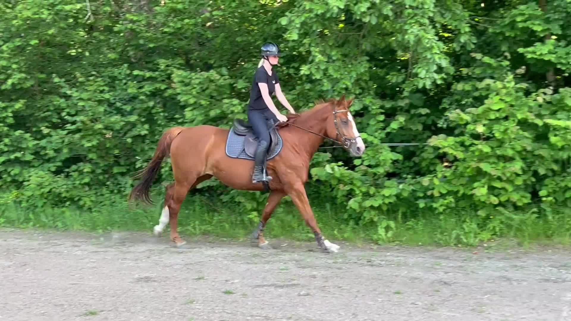 Hoppning hästar till salu: 4 årigt hoppsto - Video 1