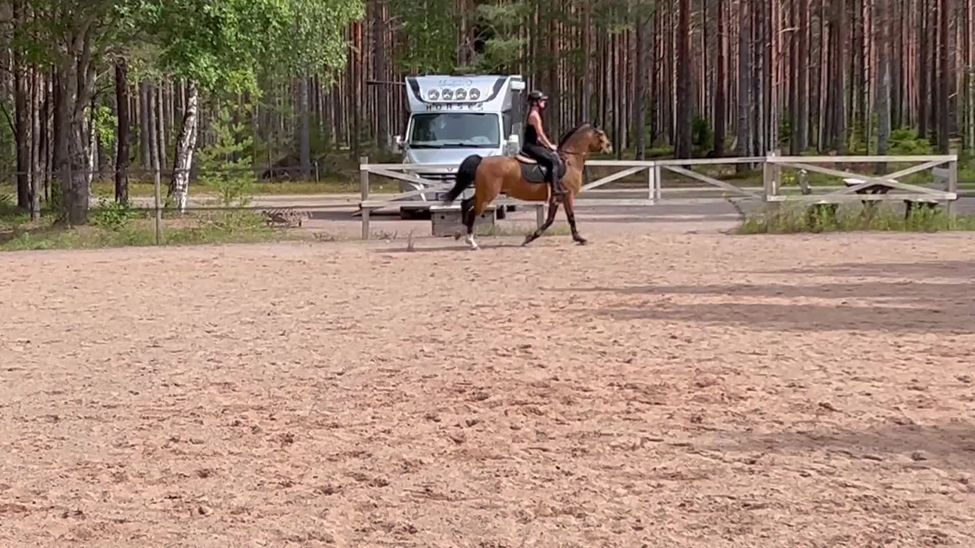 Allround hästar till salu: Maxad C-ponny söker bästa kompis - Video 5
