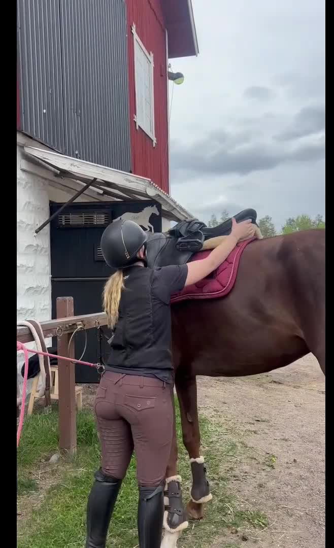 Allround hästar till salu: Lovande 4 årigt sto - Video 2
