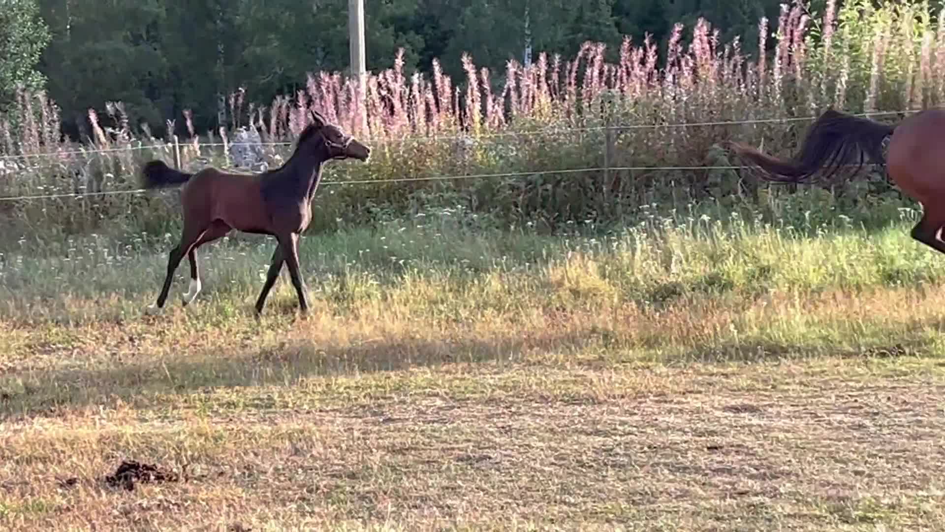 Dressyr hästar till salu: ✨ Lovande hingstföl med stark dressyrstam ✨ - Video 2