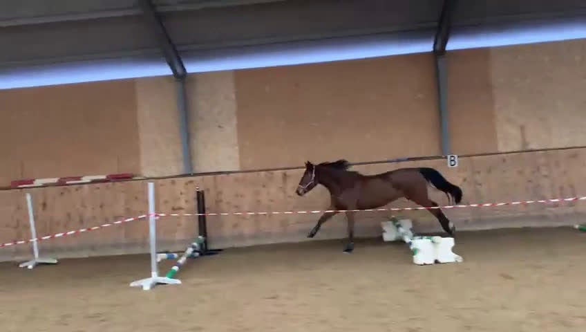 Dressyr hästar till salu: Flott sto med fina gångarter - Video 1