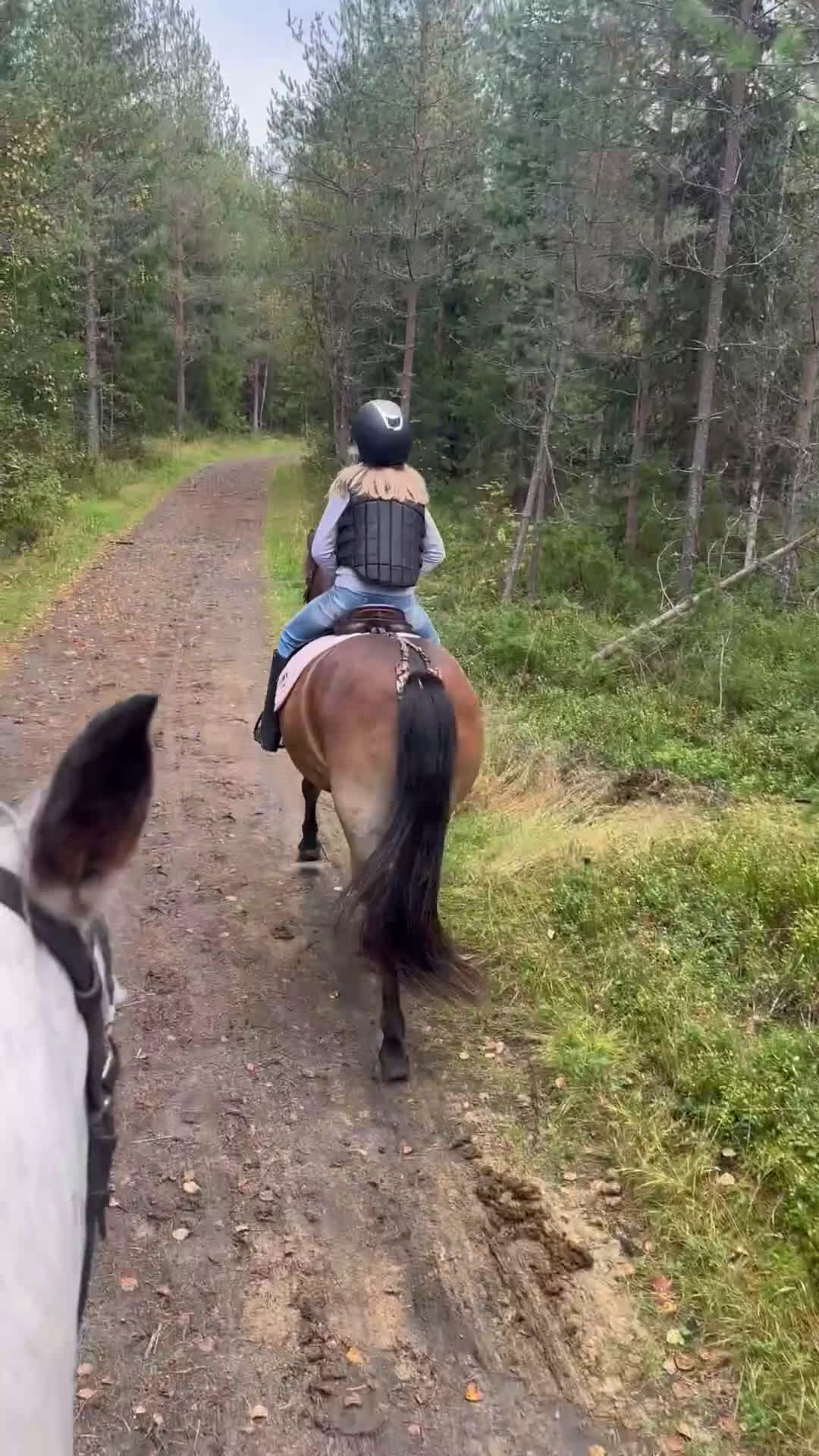 Allround hästar till salu: Allroundponny i Umeå - Video 3
