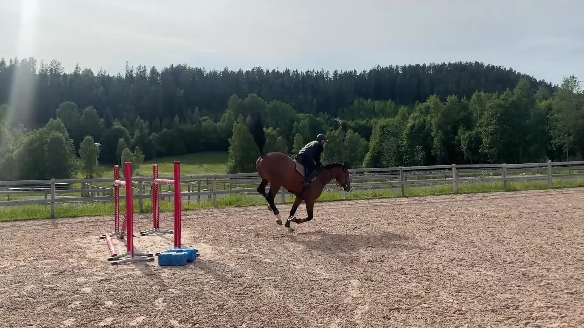 Hoppning hästar till salu: Billig kvalitetshäst - Video 2