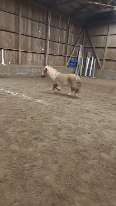 Allround hästar till salu: Fantastisk minishettis söker nytt hem! - Video 2