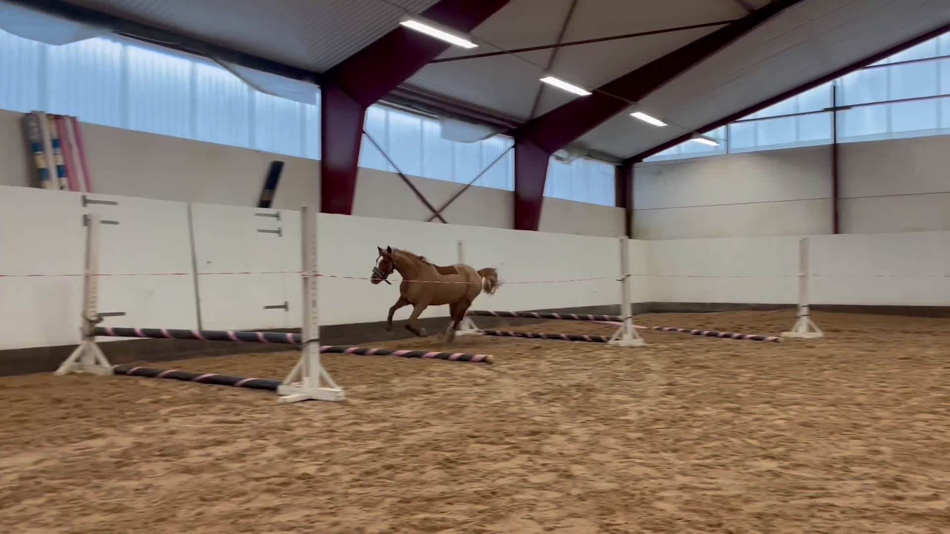 Hoppning hästar till salu: Framtida SM ponny  - Video 1