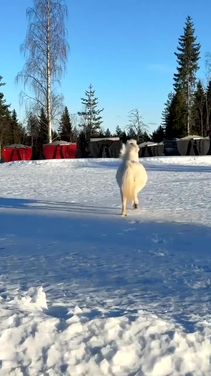 Allround hästar till salu: Sto med potential i Glommersträsk - Video 2