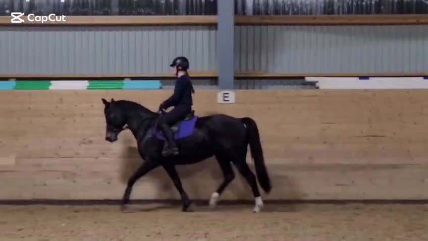 Allround hästar till salu: Vackert allroundsto i Örby - Video 3