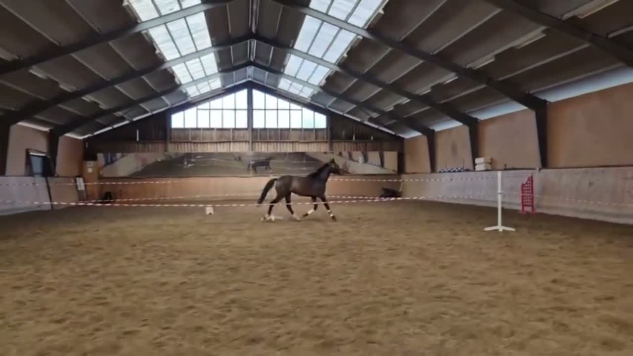 Dressyr hästar till salu: Lovande dressyrhäst - Video 1