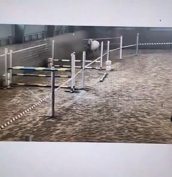 Allround hästar till salu: Lyxig Welsh cob, framtida tävlingsponny! - Video 2