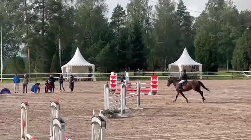 Hoppning hästar till salu: Stor sto för avel - Video 1