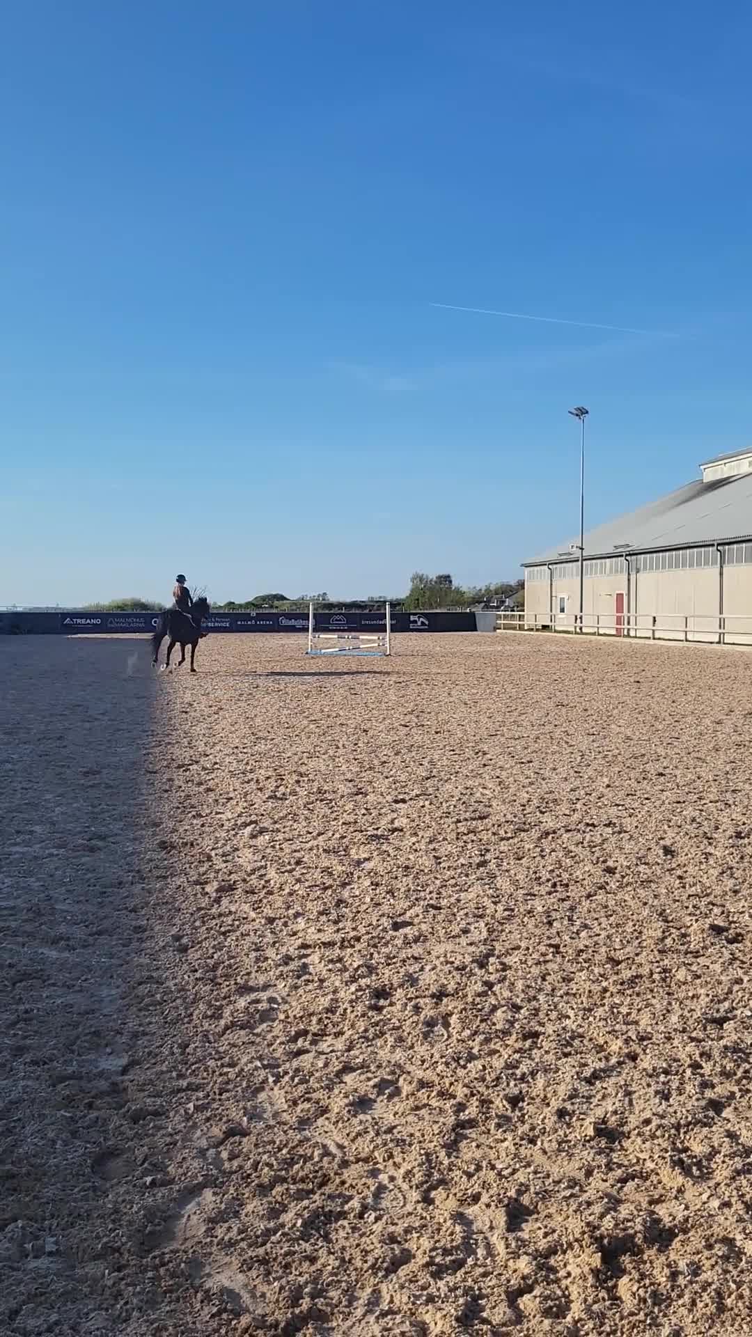 Allround hästar till salu: Tryggt, sött och snällt sto - Video 1