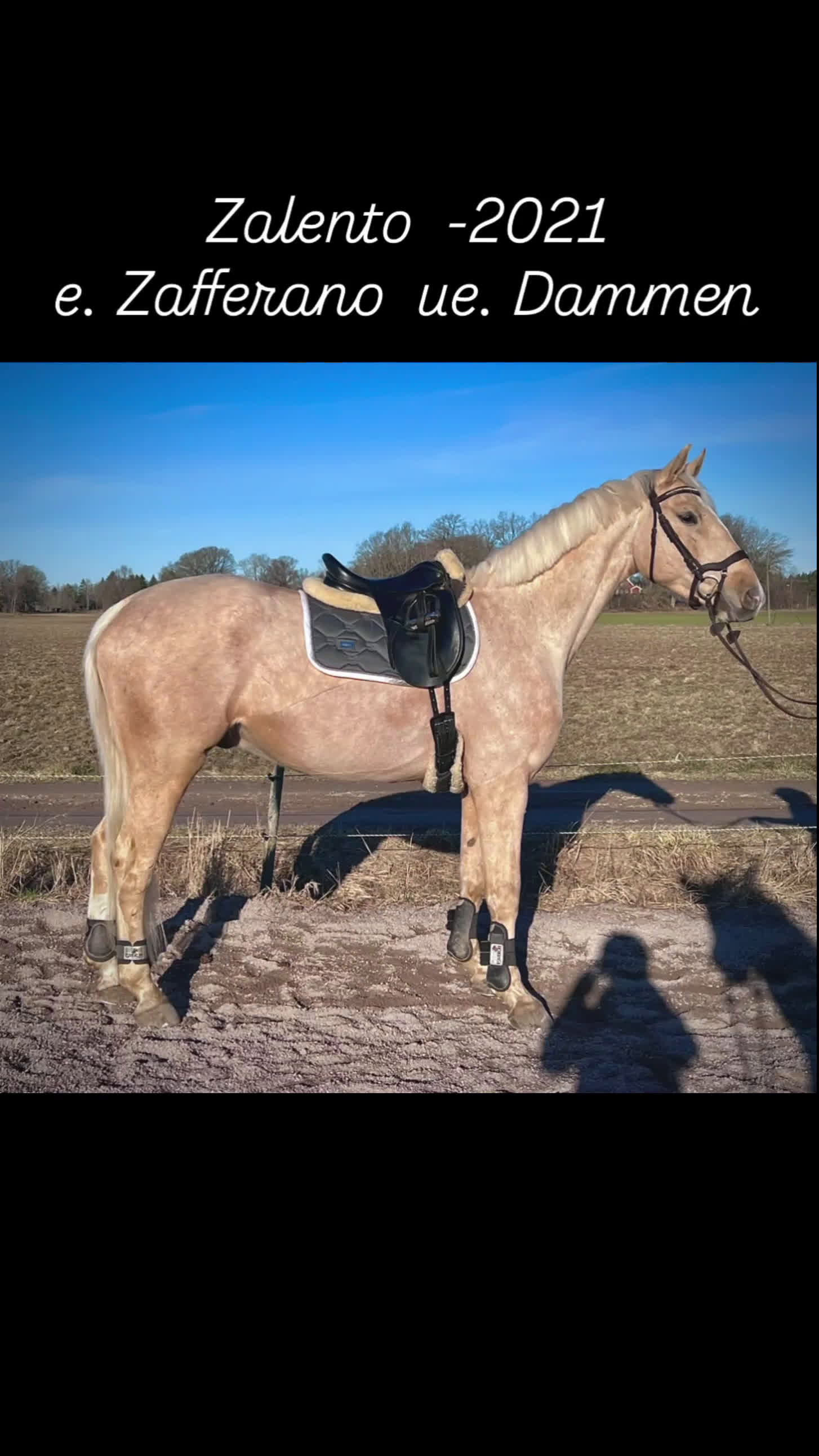 Dressyr hästar till salu: Drömmig SWB valack med utstrålning - Video 1