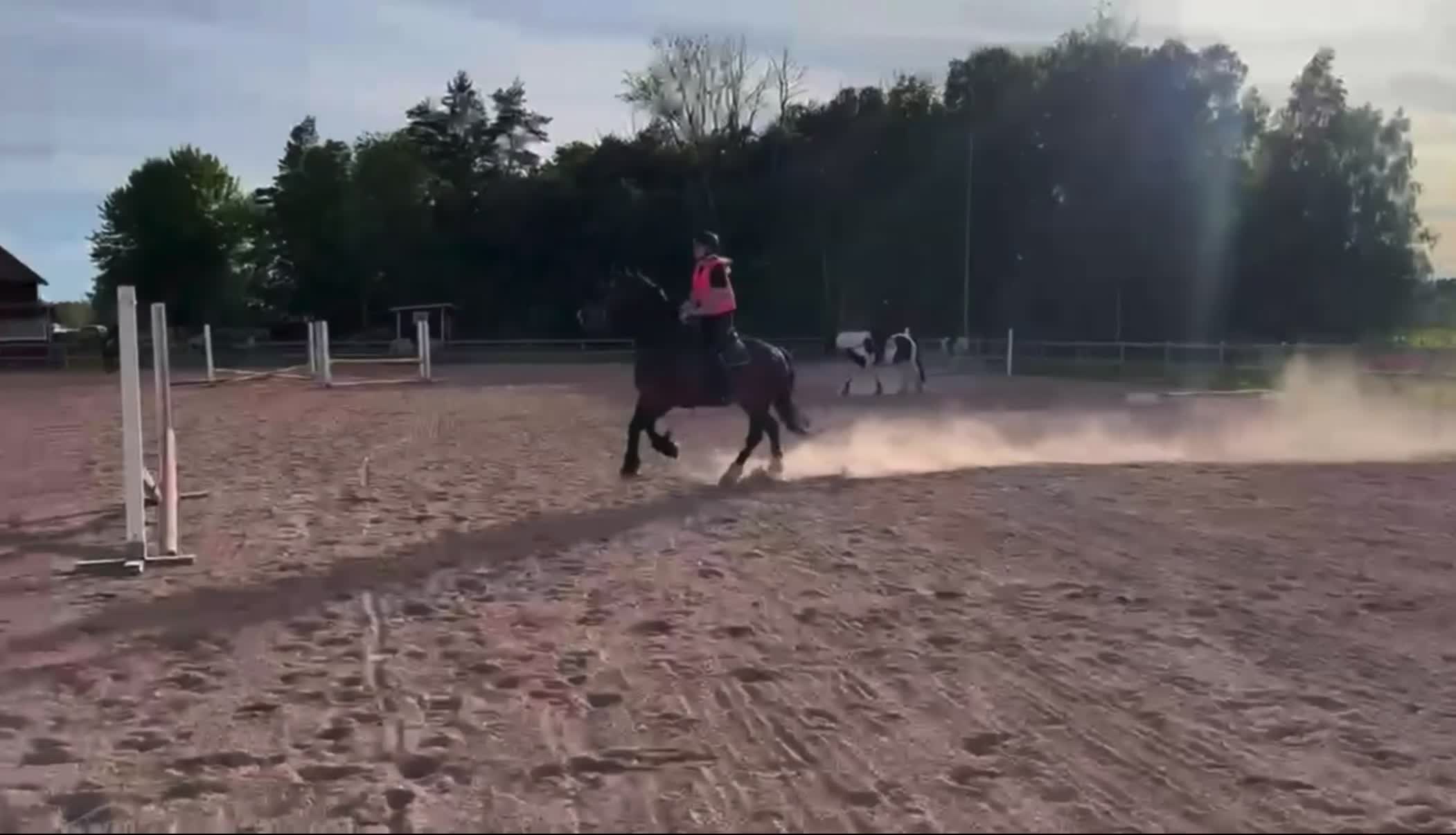 Allround hästar till salu: Social och arbetsvillig kille - Video 2
